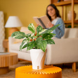 Monstera Lechleriana Albo | medium