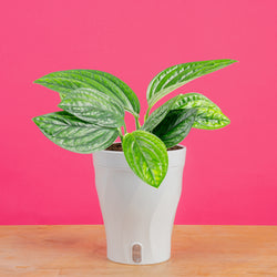 large monstera esqueleto plant with many fenestrations in a modern white fluted pot, set against a bright pink background