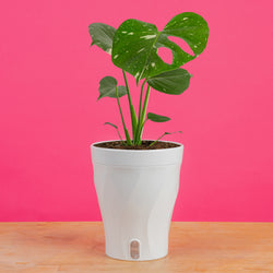 Monstera Burle Marx Flame | medium