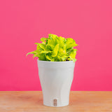 Pothos Neon Joy | medium