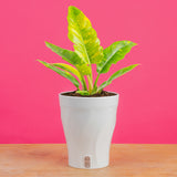 Ring of Fire | medium