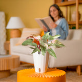 Pink Princess Philodendron | medium