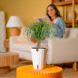 Ponytail Palm | medium