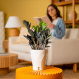 Raven ZZ Zamioculcas ‘Dowon’  | medium