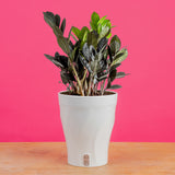Raven ZZ Zamioculcas ‘Dowon’  | medium