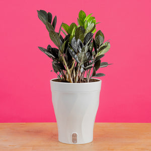 Raven ZZ Zamioculcas ‘Dowon’  | medium