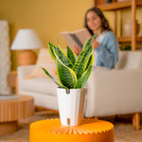 Snake Plant | medium