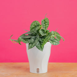 Epipremnum amplissimum Variegated | medium