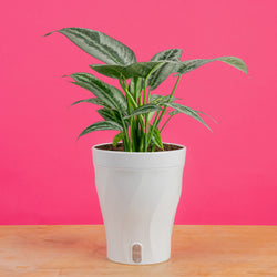 Albo Pothos | medium