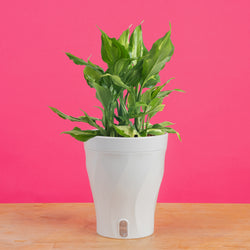Albo Pothos | medium
