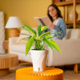 Epipremnum amplissimum Variegated | medium