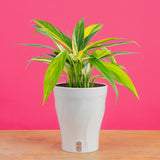 Epipremnum amplissimum Variegated | medium