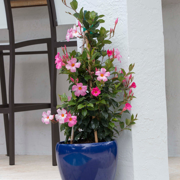 Tropic Escape® Climbing Pink Mandevilla