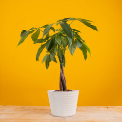 Money Tree | large