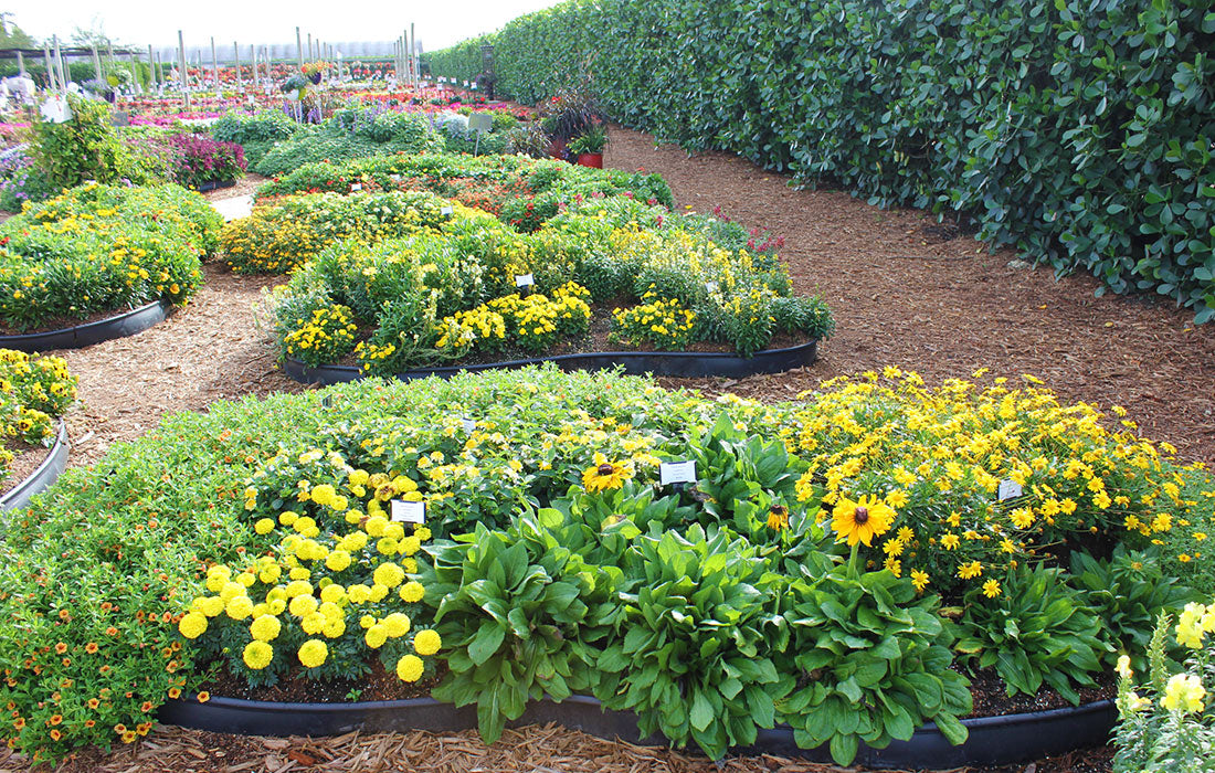 Select Summertime Favorites