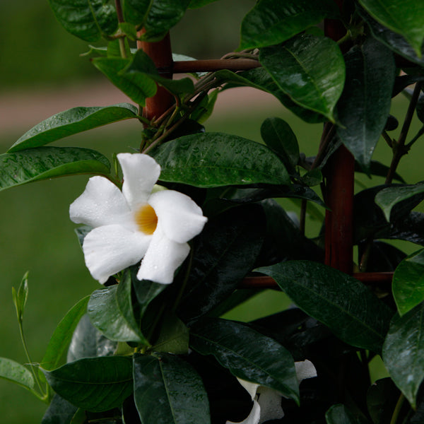 Tropic Escape® Climbing White Mandevilla