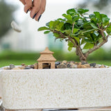 DIY Bonsai Kit