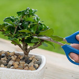 DIY Bonsai Kit