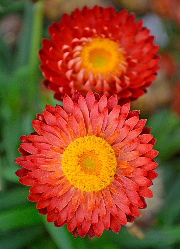Cottage Strawflowers