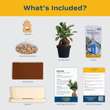 DIY Bonsai Kit