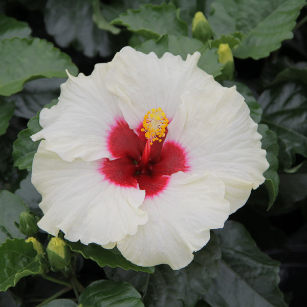 Tropic Escape® Beachside Bubbly Hibiscus