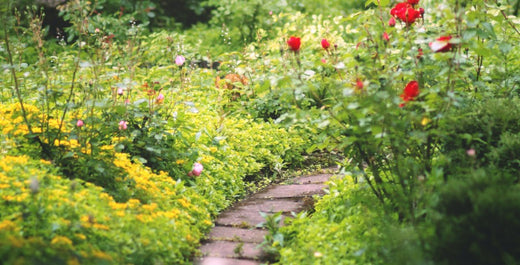 Starting or Expanding A Garden