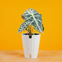 A large ZZ plant in a two tone weave basket, set against a bright yellow background. 