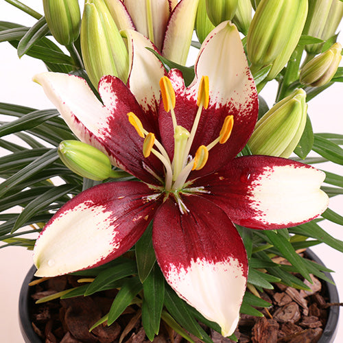 Tiny Padhye Asiatic Lily