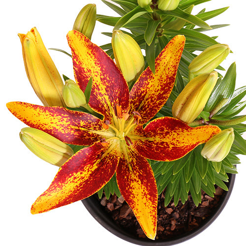 Tiny Yellow Sensation Asiatic Lily