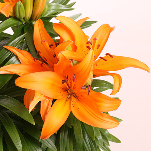 Tiny Skyline Asiatic Lily