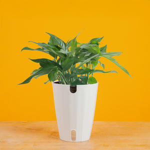 Baltic Blue Pothos | medium