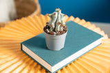 A Stenocereus Beneckei cactus on an orange coffee table. The plant is uniquely shaped with small spikes.  