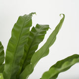 Birds Nest Fern leaf Detail. It has squiggle leaves. 