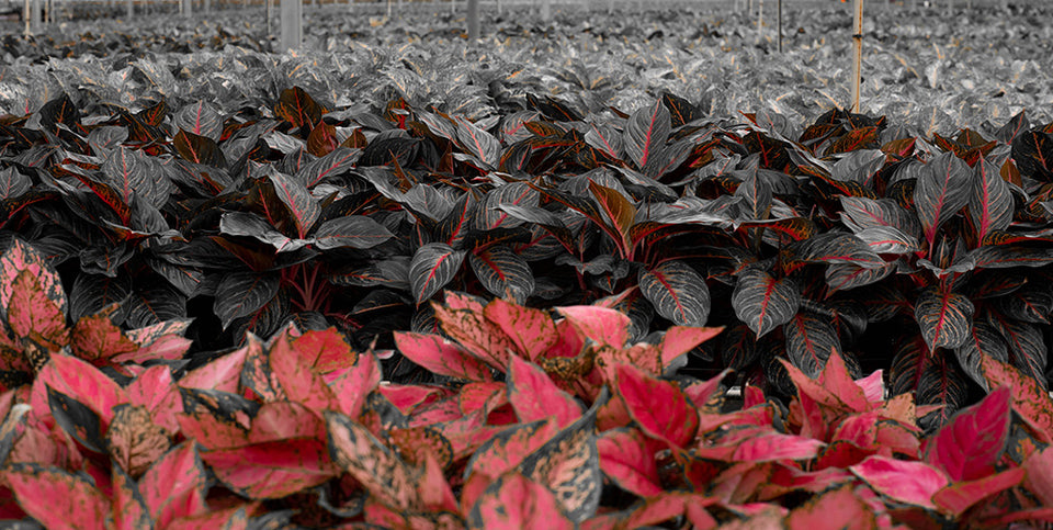 Happy Valentine’s Day To Me!