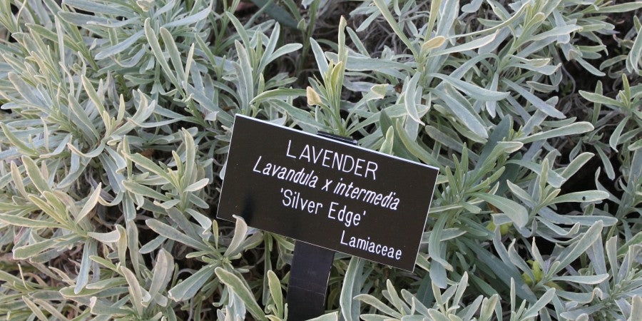 Latin for Plant Lovers