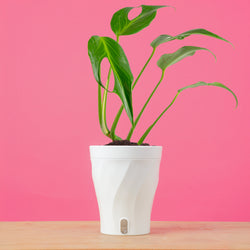 large monstera esqueleto plant with many fenestrations in a modern white fluted pot, set against a bright pink background