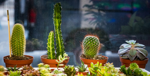 Winter Succulent Care