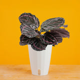Calathea Dottie | medium