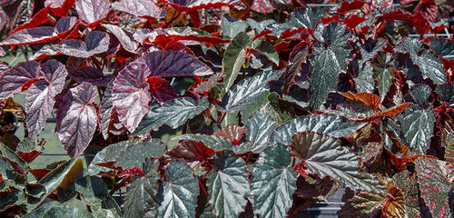 Cane Begonia