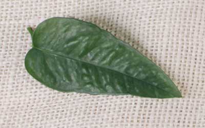 With its unique blue-green tint and heart-shaped structure, the Cebu Blue Pothos
leaf adds a touch of sophistication and serenity.