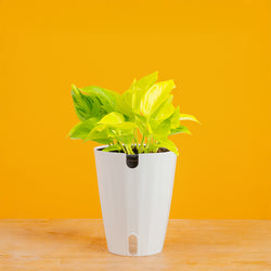 Albo Pothos | medium