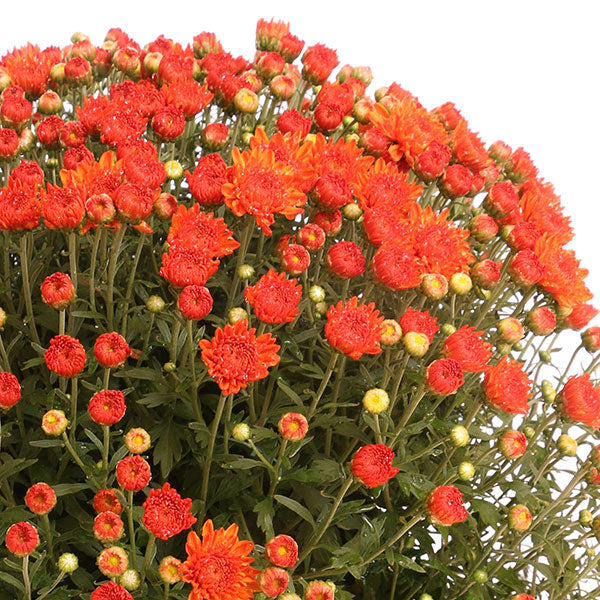 Aubrey Orange Garden Mum