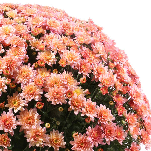Chelsey Coral Garden Mum
