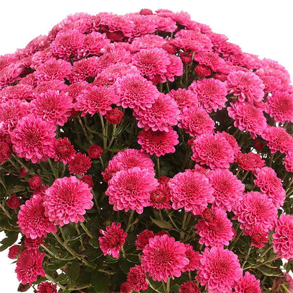 Regal Cheryl Purple Garden Mum