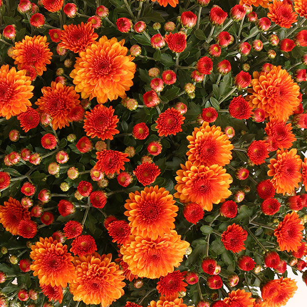 Emberglow Orange Garden Mum