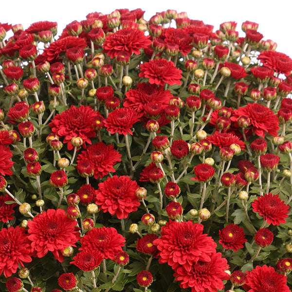 Eternal Red Garden Mum