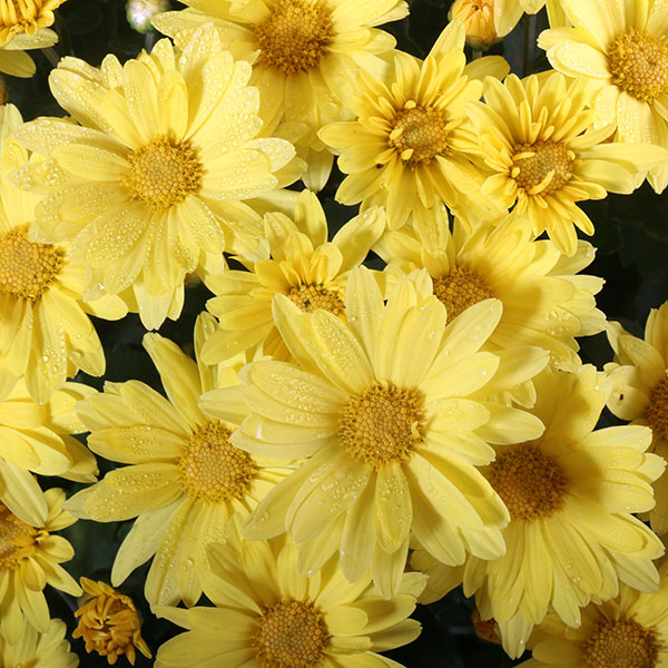 Hankie Yellow Garden Mum