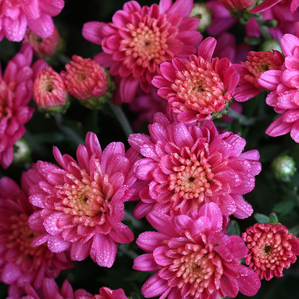 Jacqueline Pink Garden Mum