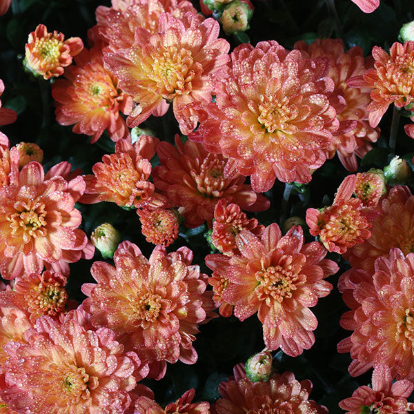 Nutty Fiona Bronze Garden Mum