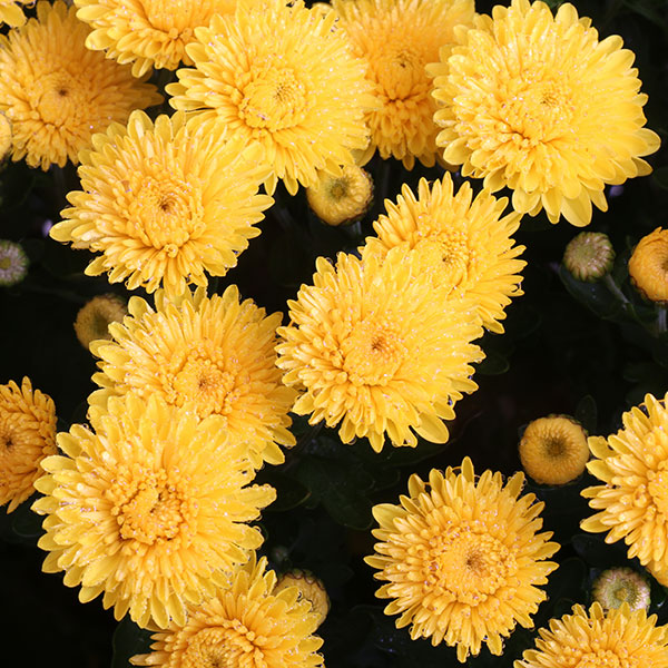 Sparkling Cheryl Yellow Garden Mum